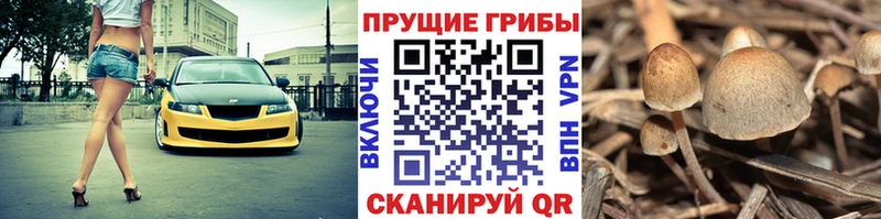 Галлюциногенные грибы MAGIC MUSHROOMS  купить закладку  Верхняя Пышма 